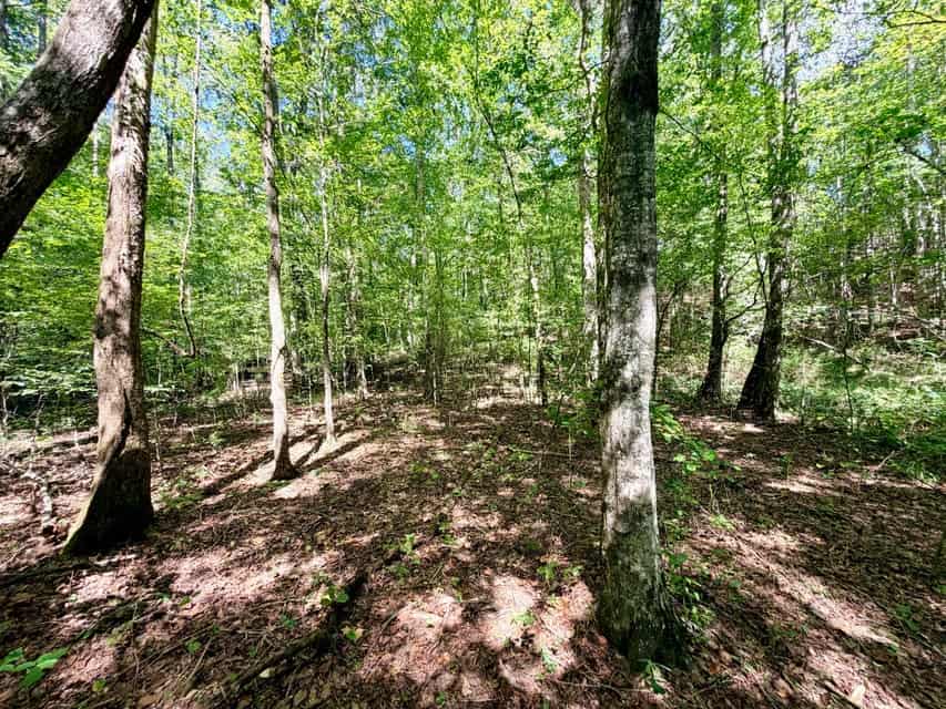 Bear Creek Hunting Land in Tishomingo County, MS