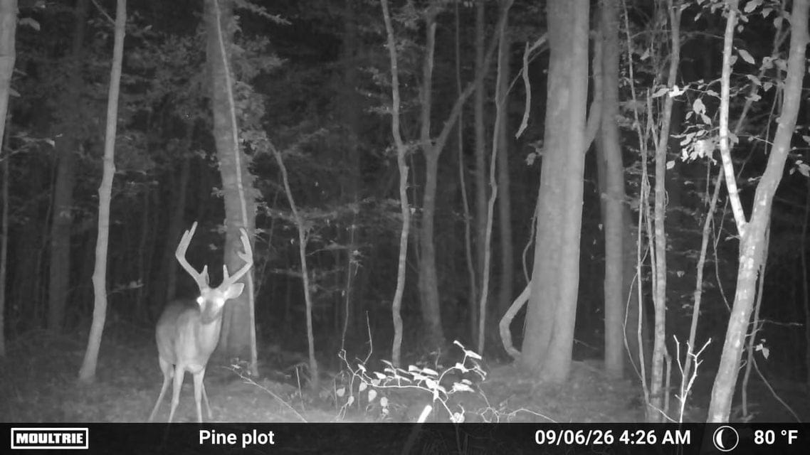 Bear Creek Hunting Land in Tishomingo County, MS