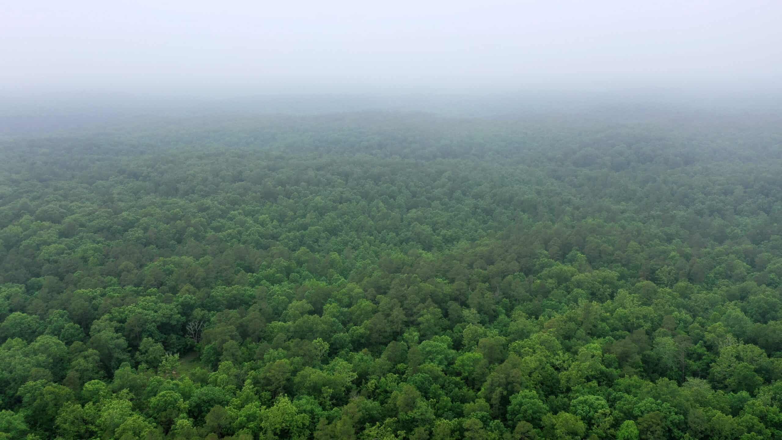 46.12 ± Acre Hunting Land for Sale in the Missouri Ozarks