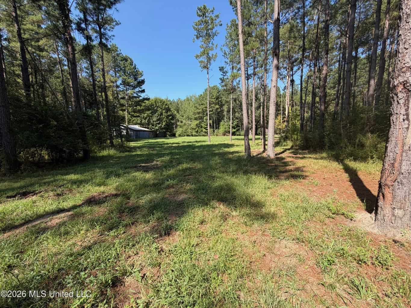 52 Acres Hunting & Timberland in Raleigh, MS