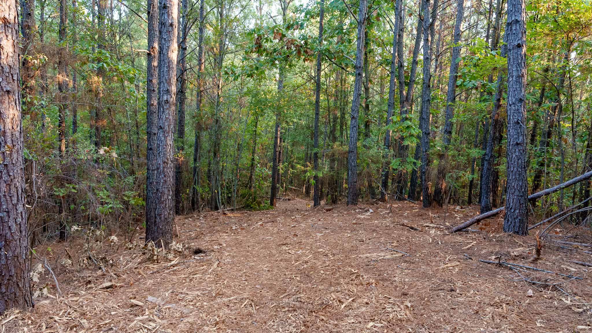 Tyler Texas Hunting Property for Sale 141 ± Acres East of Dallas