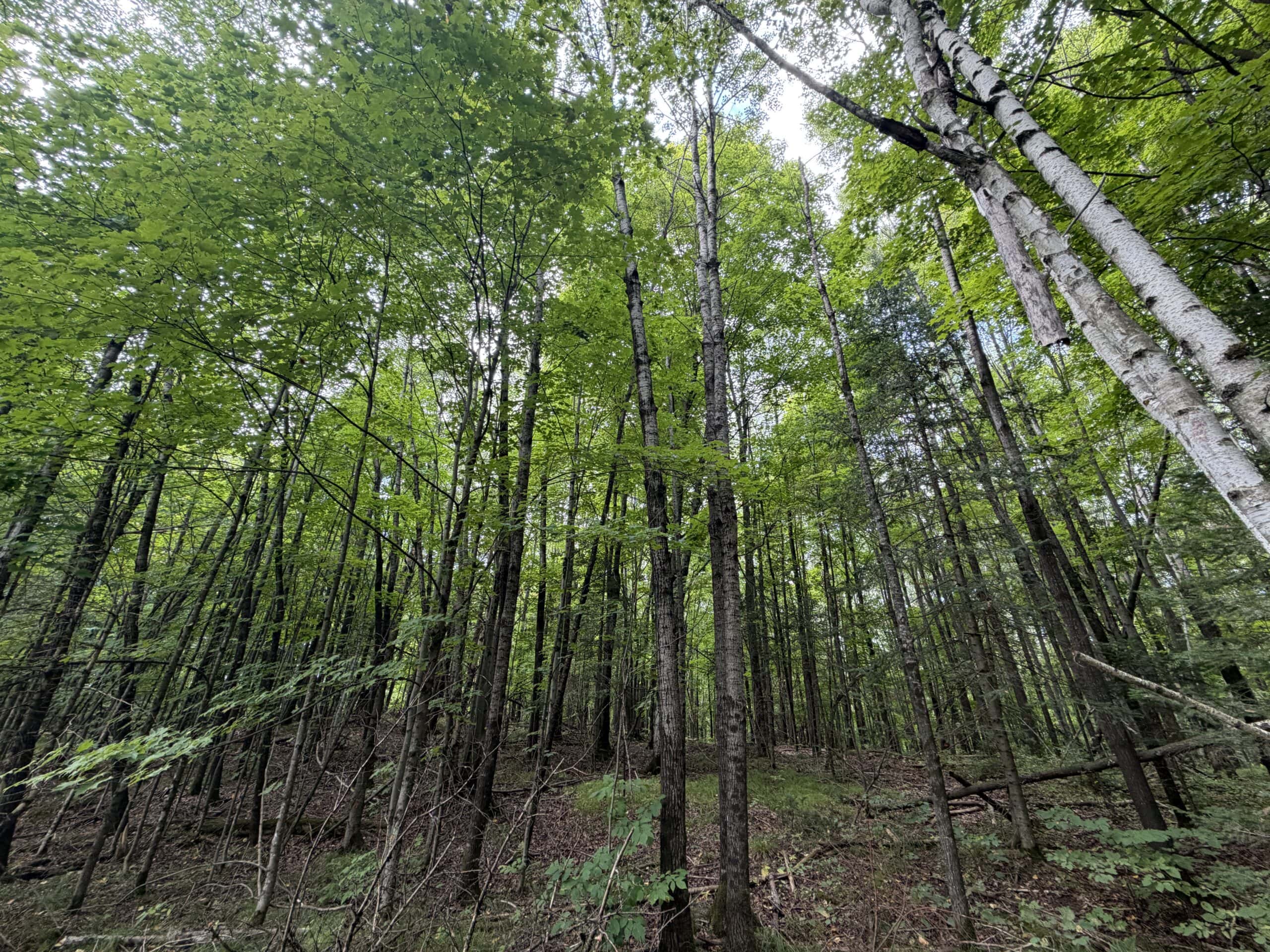 37.5± Acres with Off-Grid Cabin – Taylor County, Wisconsin