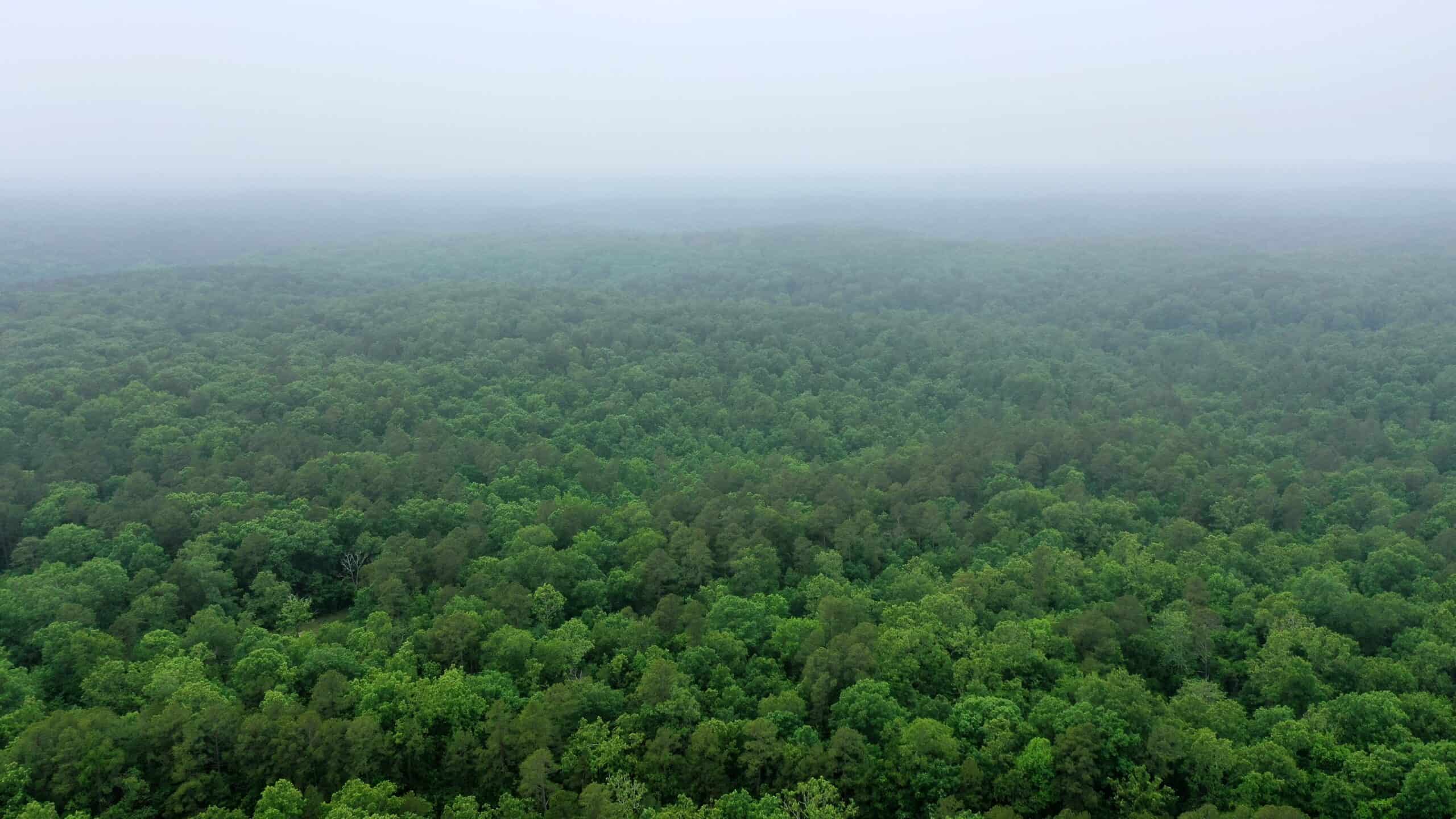 46.12 ± Acre Hunting Land for Sale in the Missouri Ozarks
