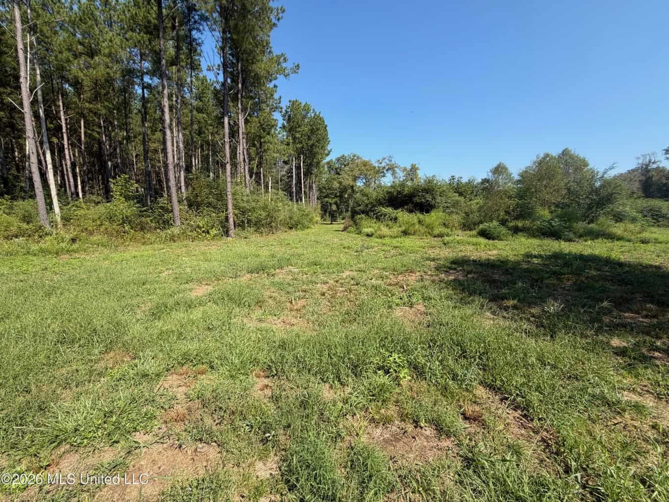 52 Acres Hunting & Timberland in Raleigh, MS