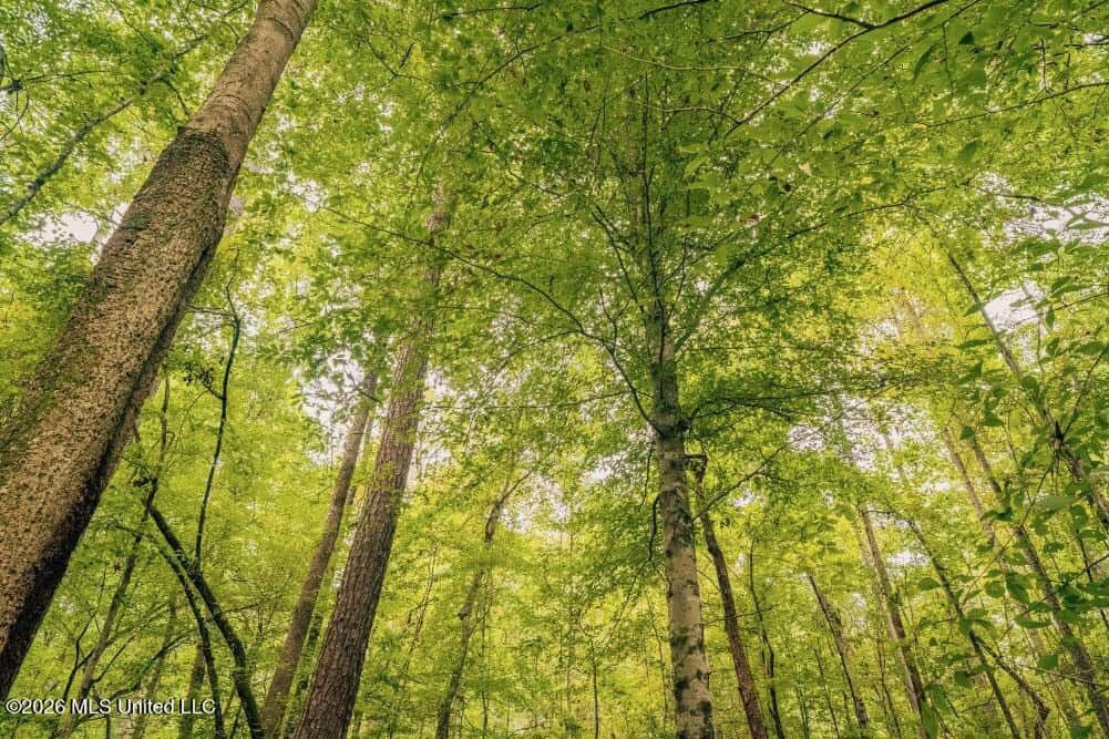 58± Acre Hunting Property in Franklin County, MS