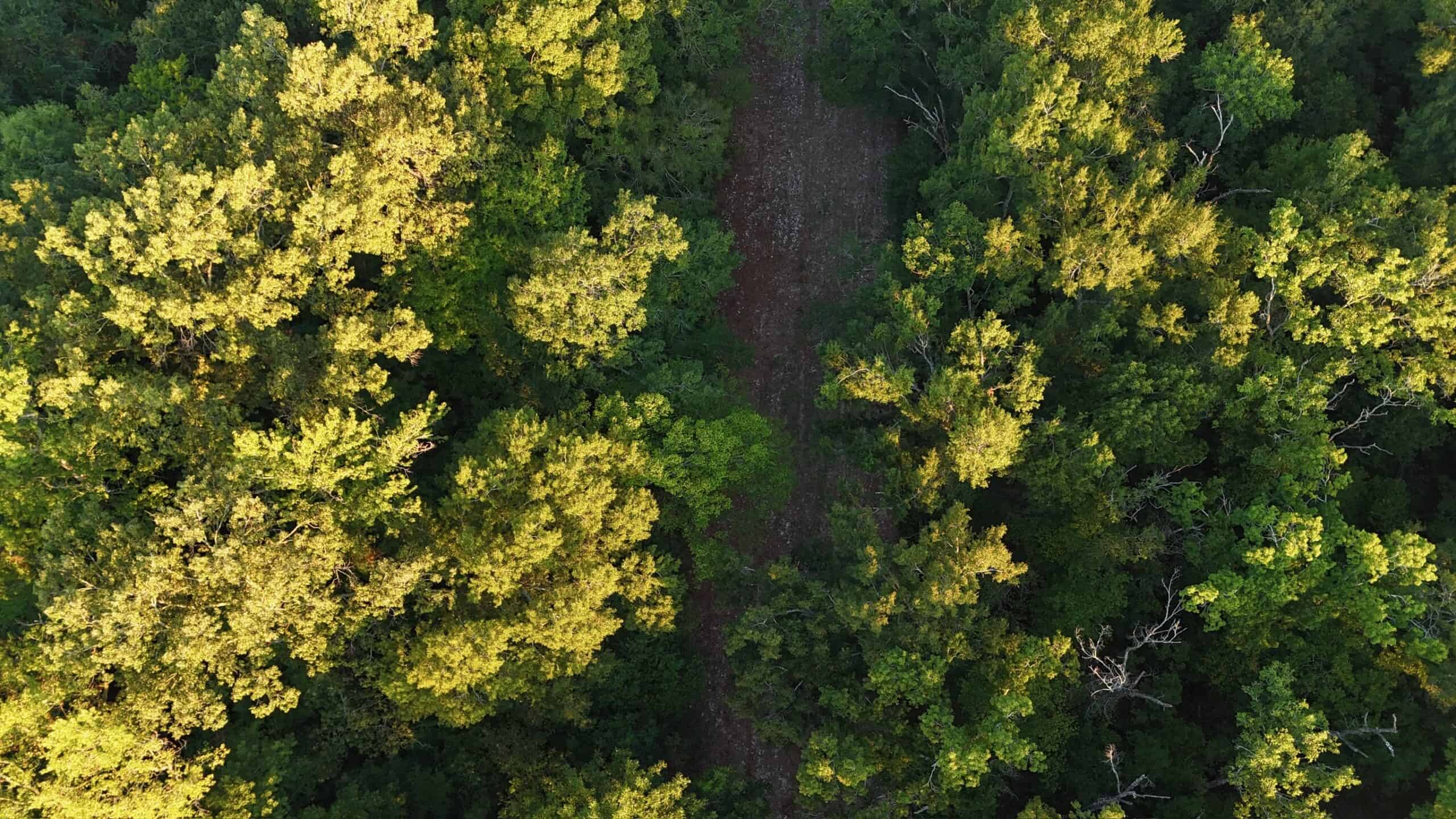 80 Ac Home, Hunting & Cattle Land in Franklin Parish LA