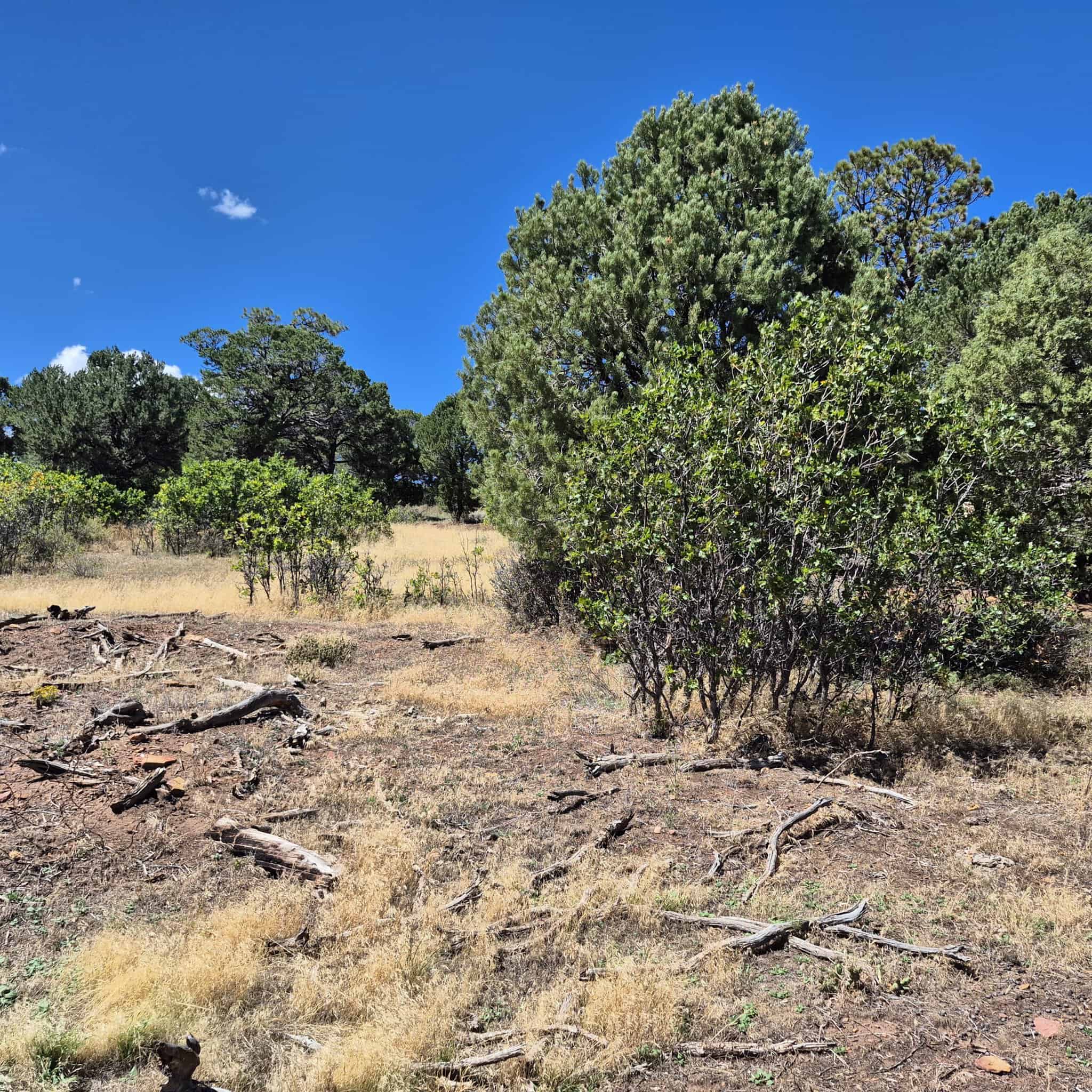 Colorado Hunting Land For Sale