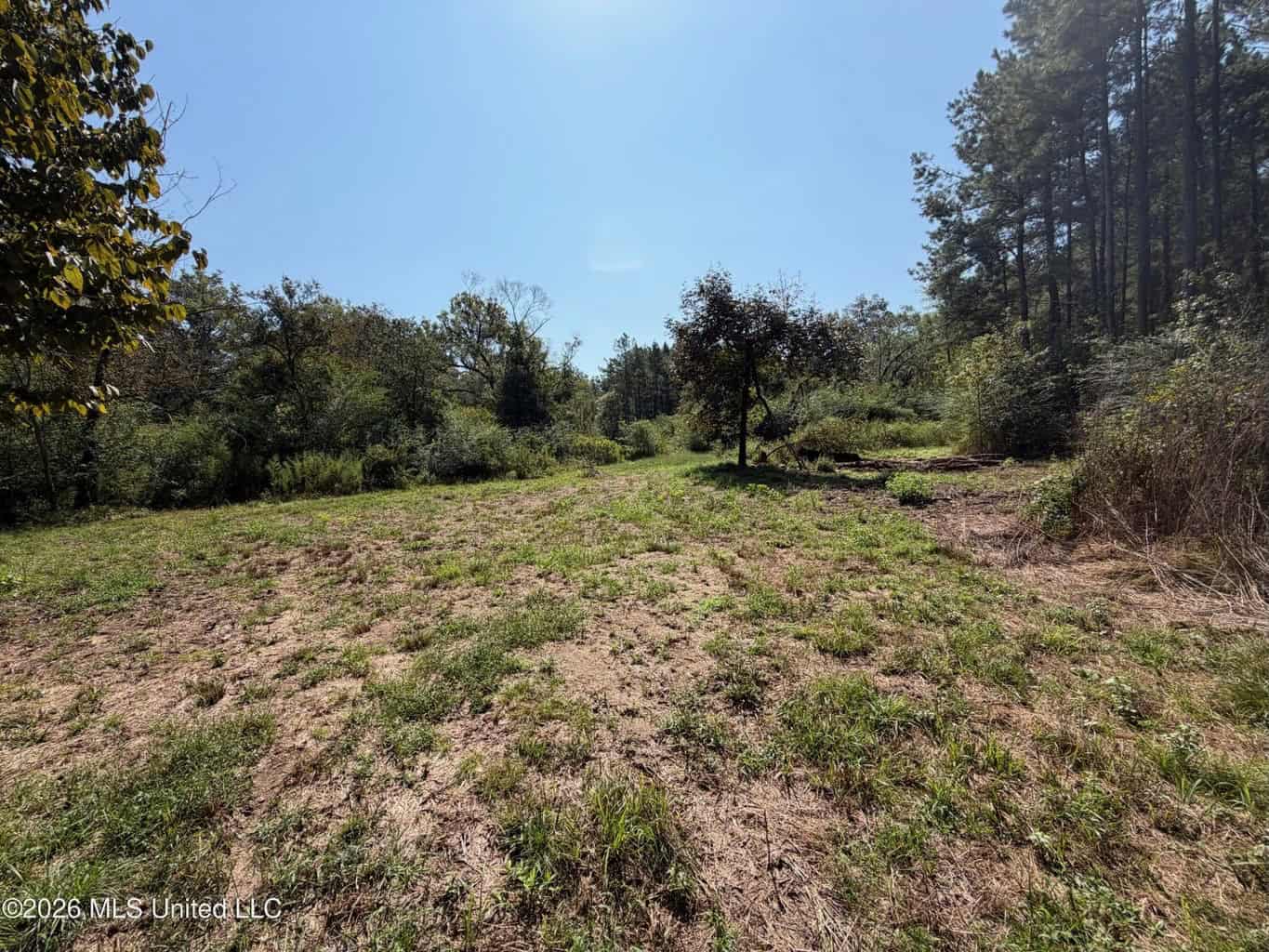 52 Acres Hunting & Timberland in Raleigh, MS