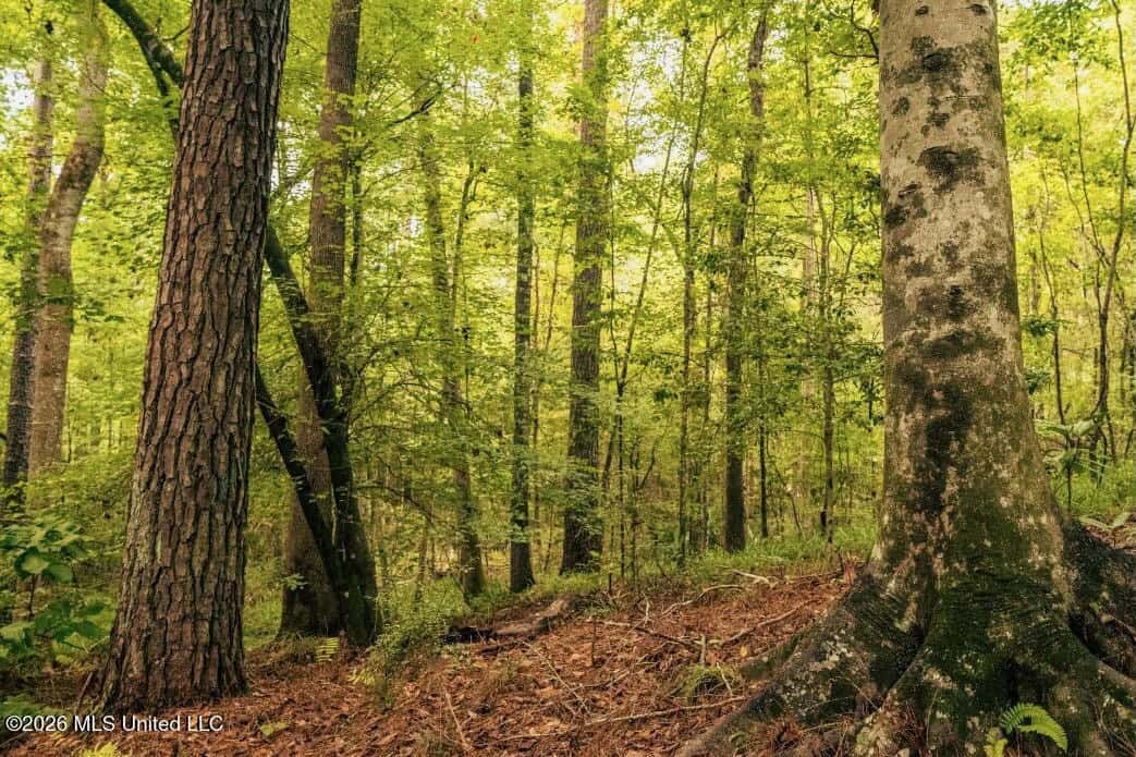 58± Acre Hunting Property in Franklin County, MS