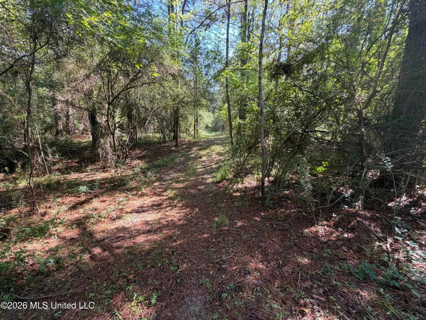76 Acres of Hunting Land in Raleigh, MS, Smith County