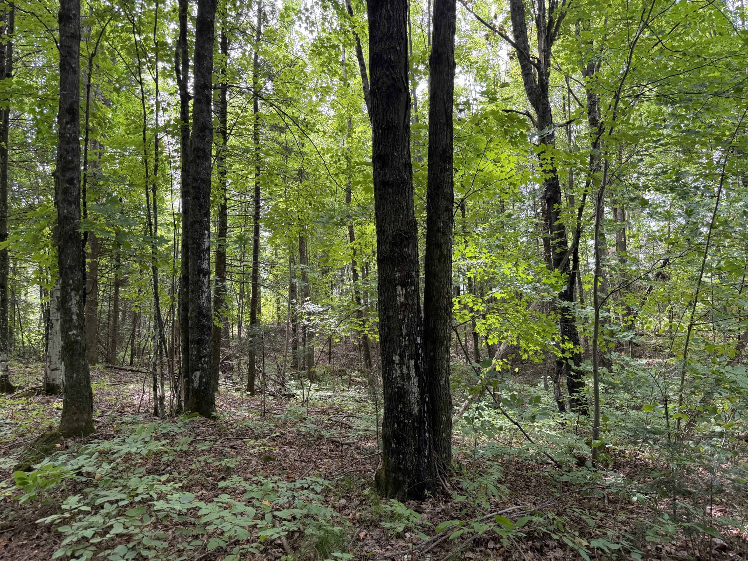 37.5± Acres with Off-Grid Cabin – Taylor County, Wisconsin