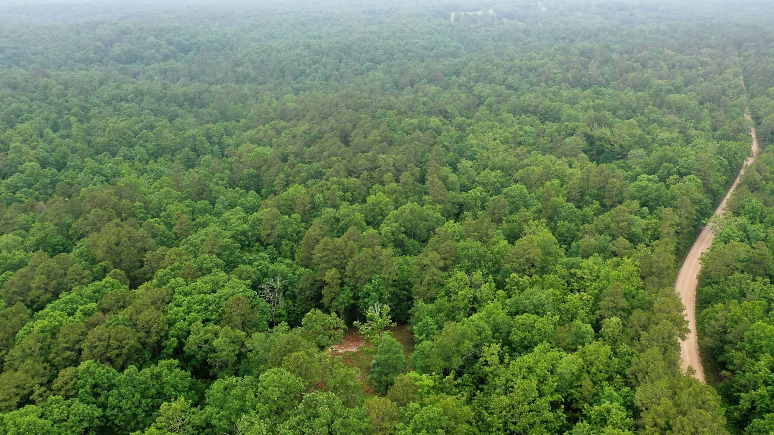 46.12 ± Acre Hunting Land for Sale in the Missouri Ozarks