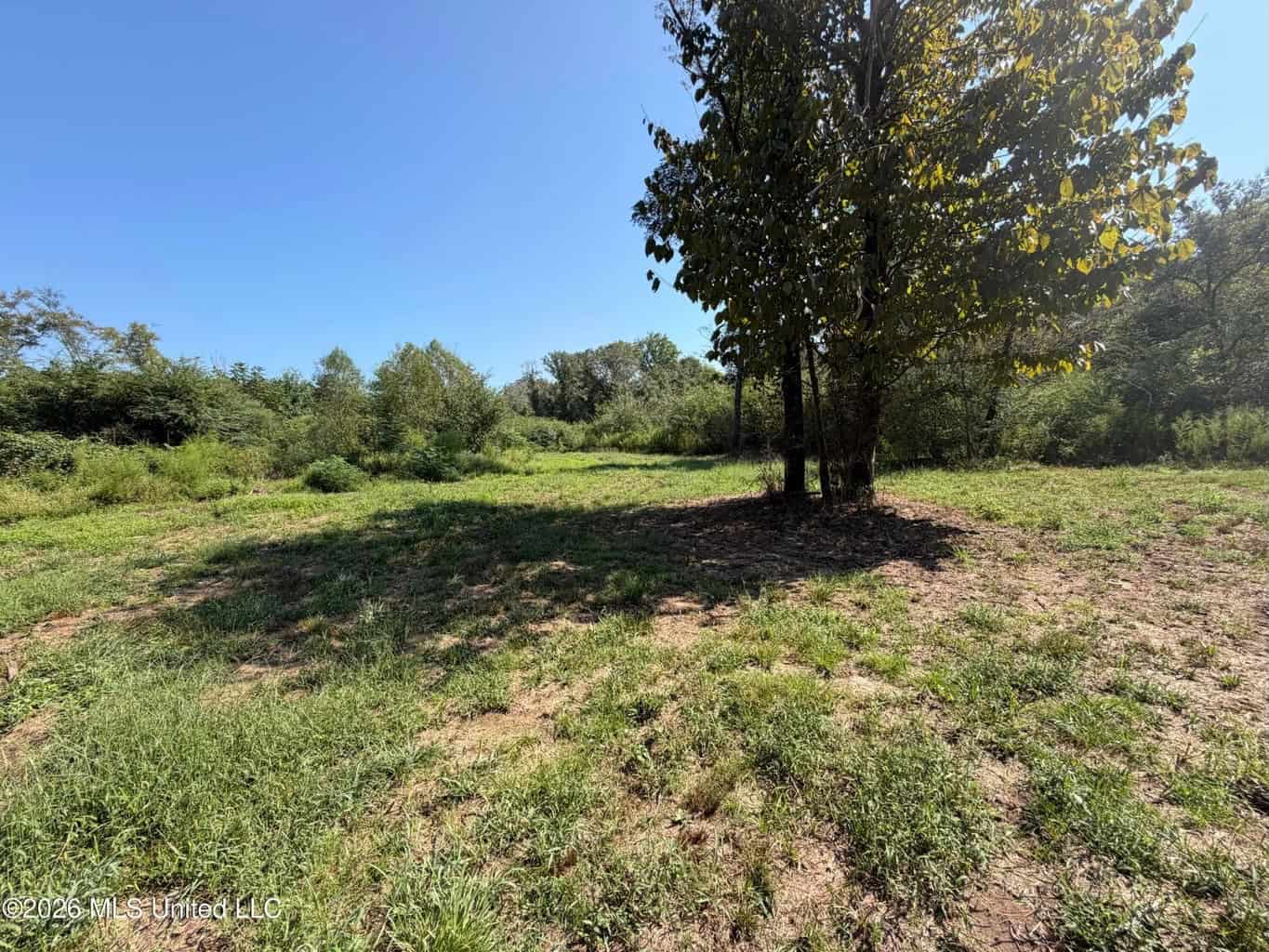 52 Acres Hunting & Timberland in Raleigh, MS
