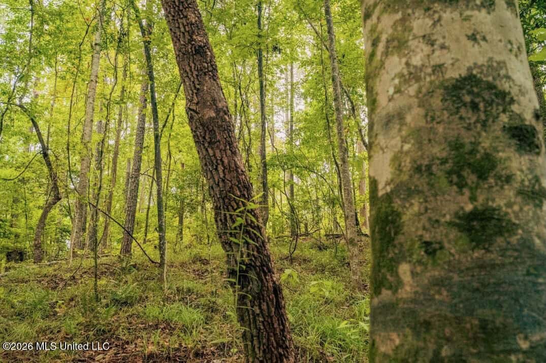 58± Acre Hunting Property in Franklin County, MS