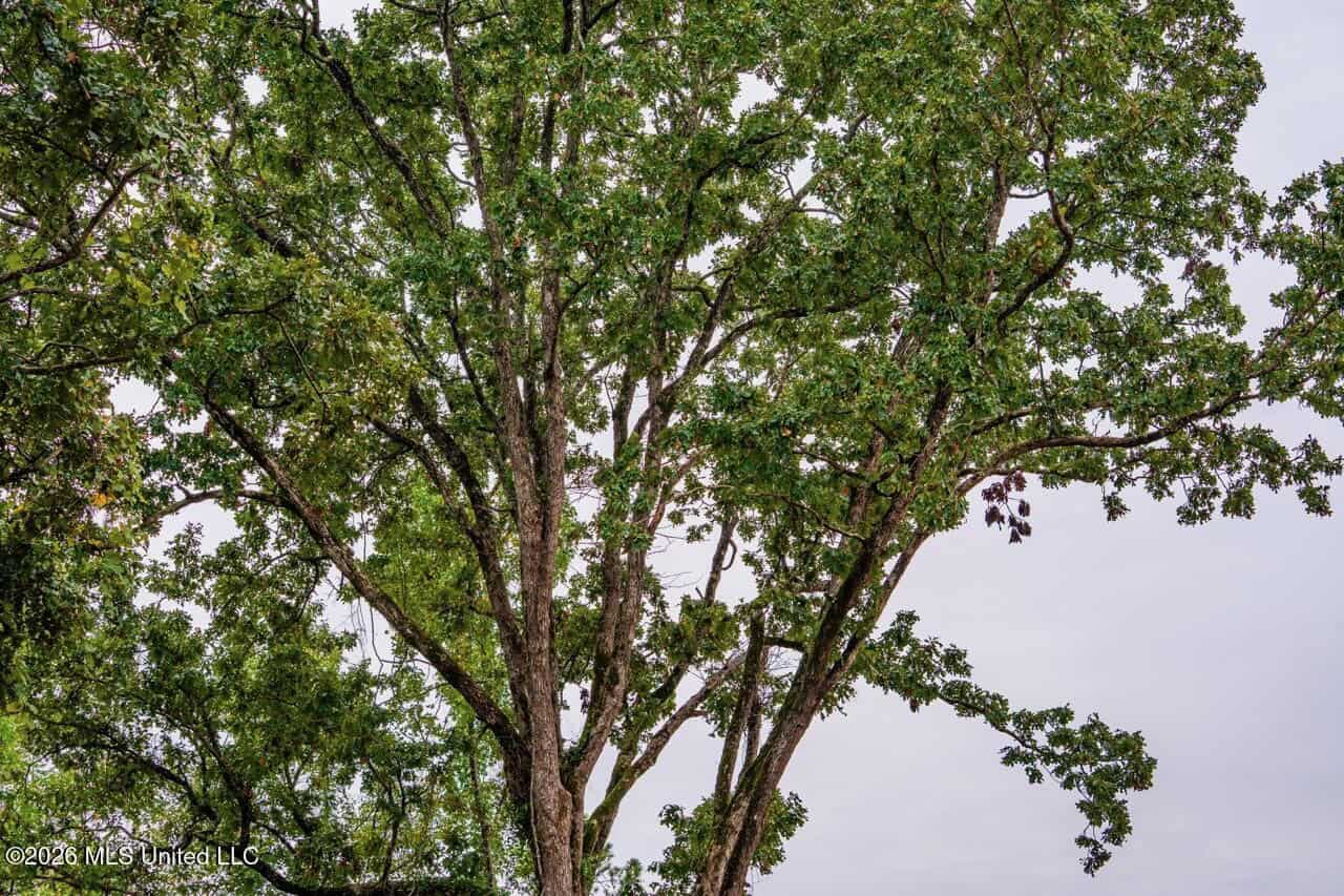 13± Acres by Homochitto National Forest Near Meadville, MS