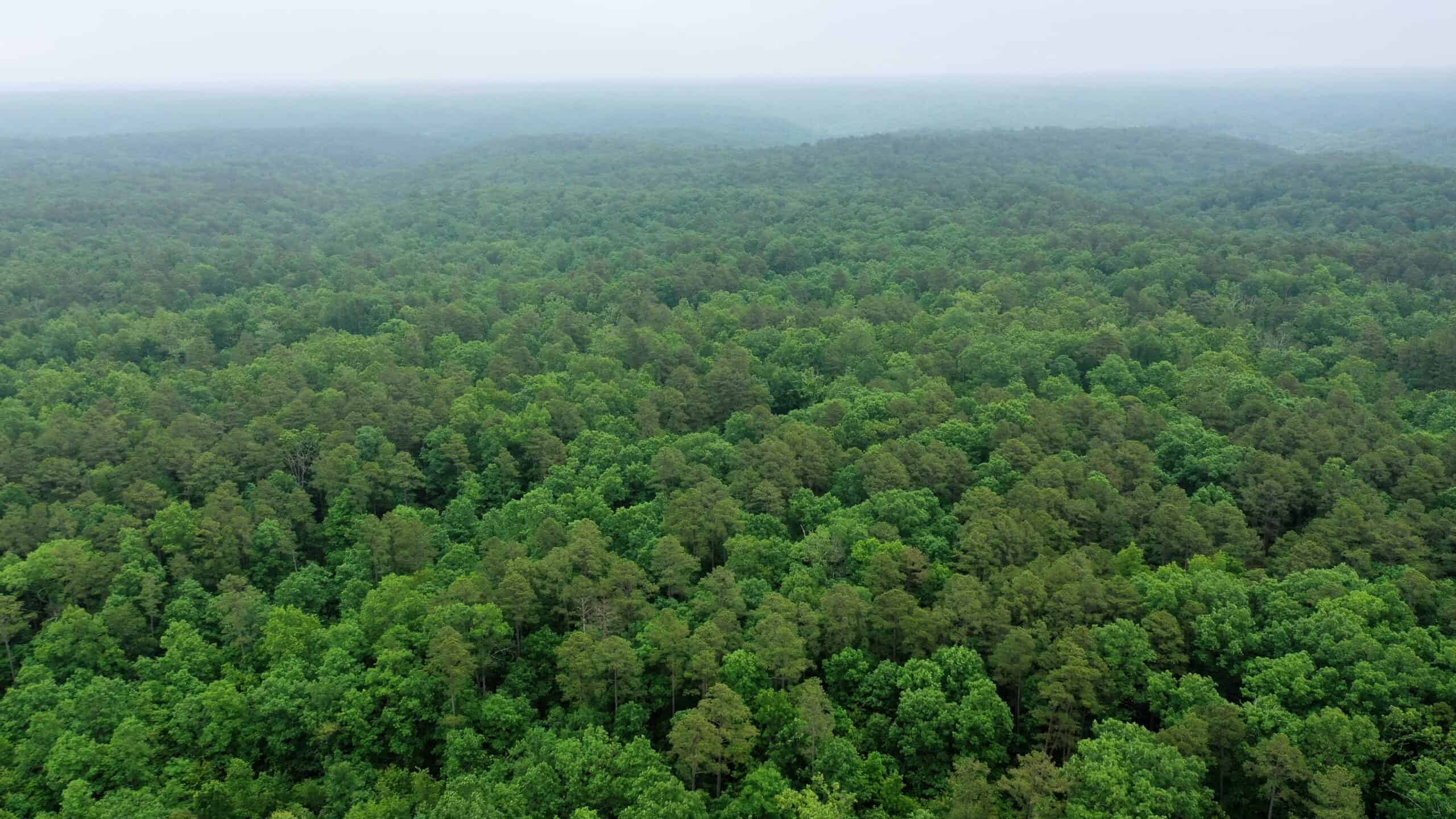 46.12 ± Acre Hunting Land for Sale in the Missouri Ozarks