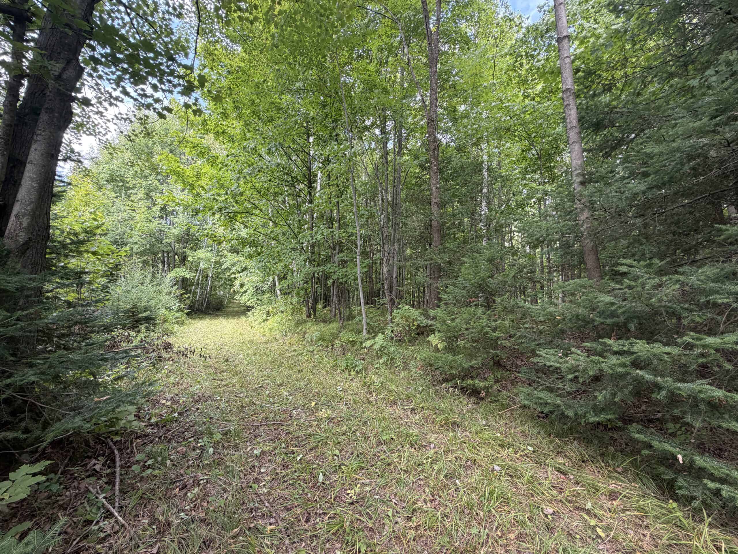 37.5± Acres with Off-Grid Cabin – Taylor County, Wisconsin