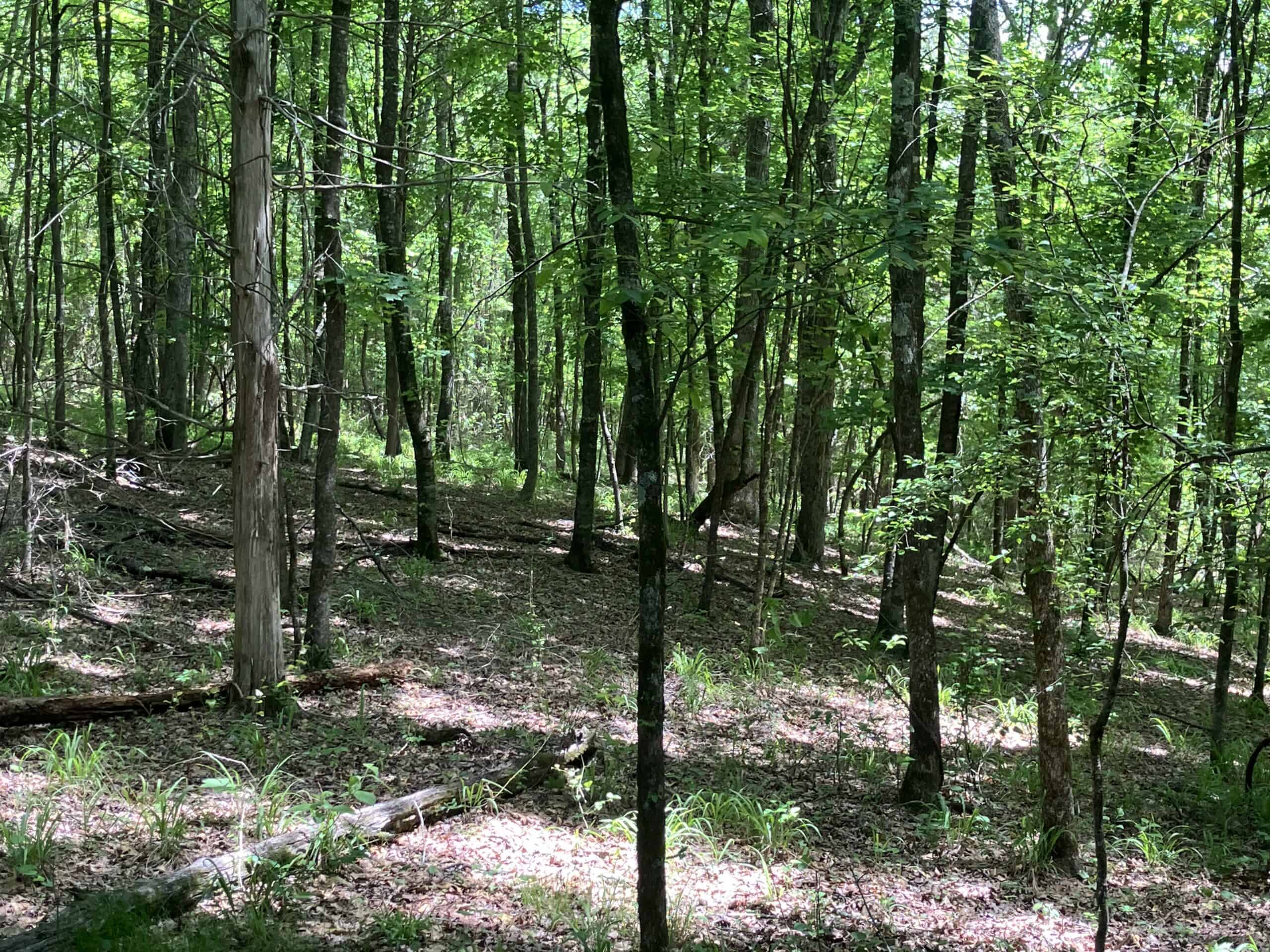 5± Acres of Wooded Hunting & Recreational Land with Creek in SE Oklahoma