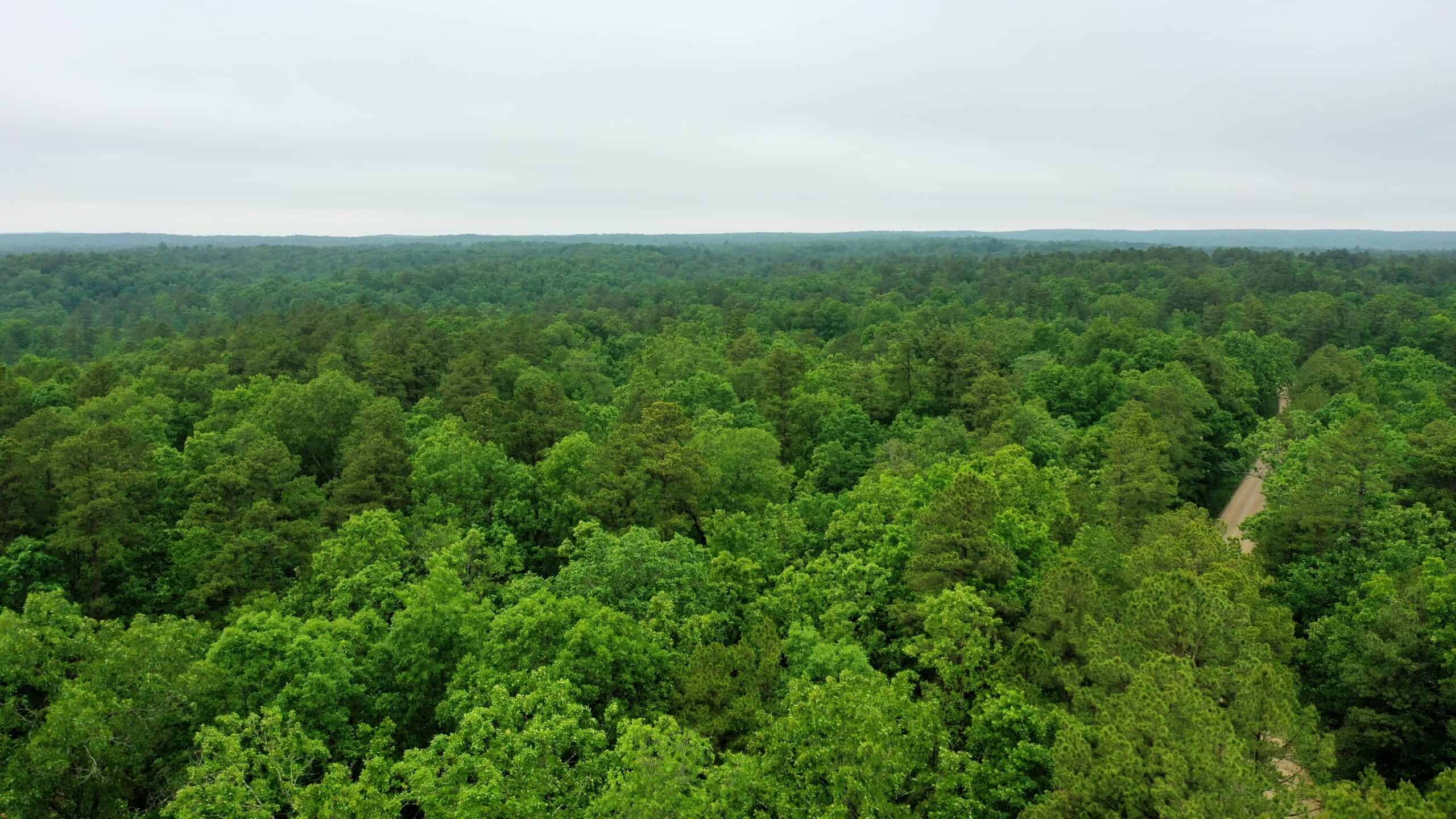 46.12 ± Acre Hunting Land for Sale in the Missouri Ozarks