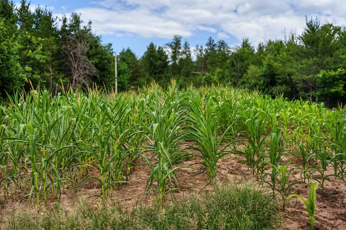 117± Acres of Irrigated Farmland and Trophy Whitetail Habitat — Adams County, Wisconsin