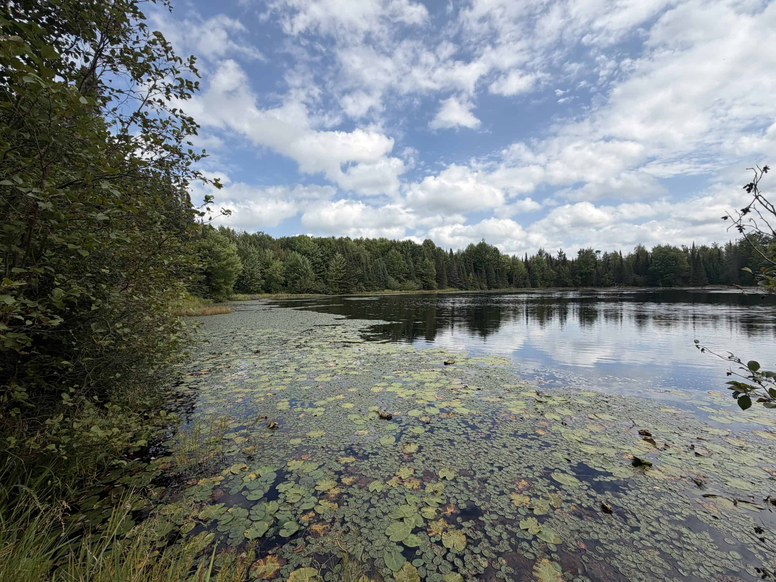 37.5± Acres with Off-Grid Cabin – Taylor County, Wisconsin