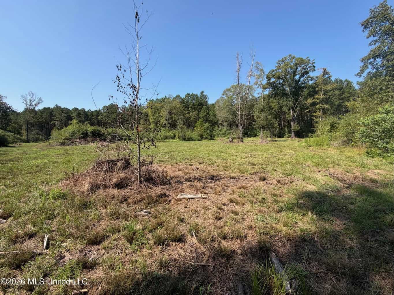 52 Acres Hunting & Timberland in Raleigh, MS