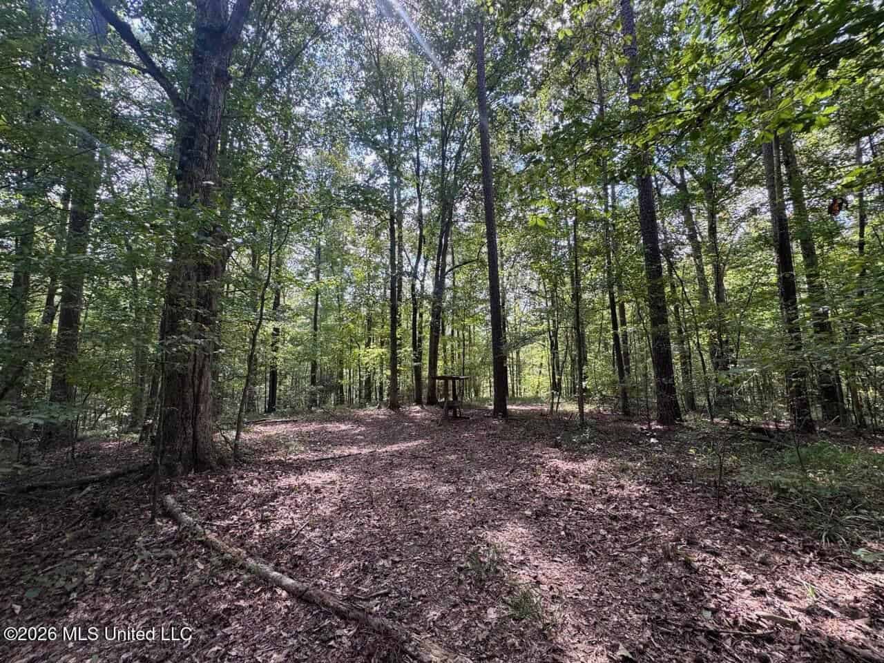 200± Acre Hunting Property in Jefferson County, MS