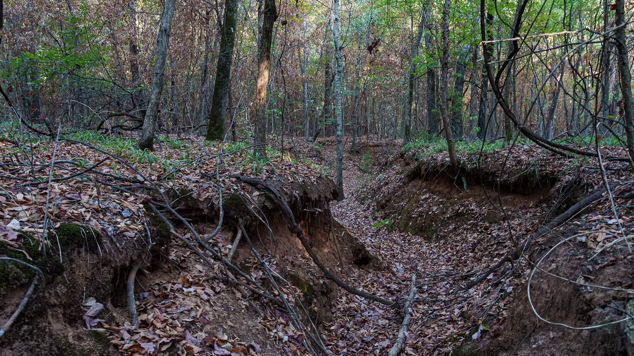 Tyler Texas Hunting Property for Sale 141 ± Acres East of Dallas