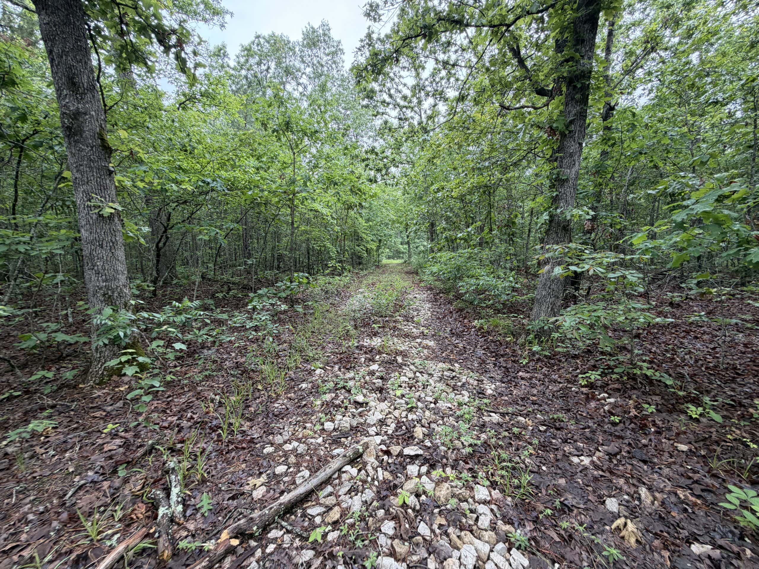 46.12 ± Acre Hunting Land for Sale in the Missouri Ozarks