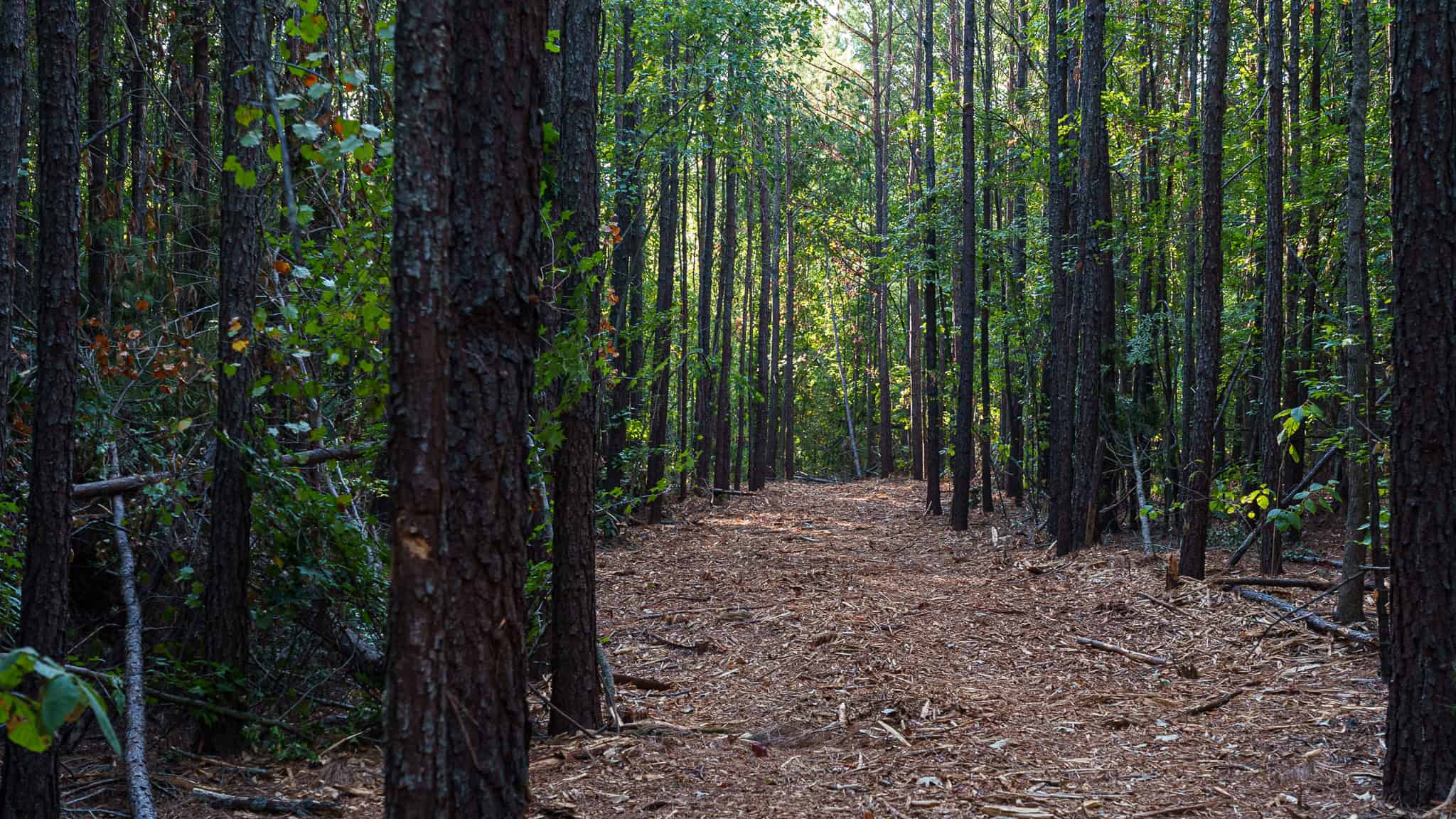 Tyler Texas Hunting Property for Sale 141 ± Acres East of Dallas