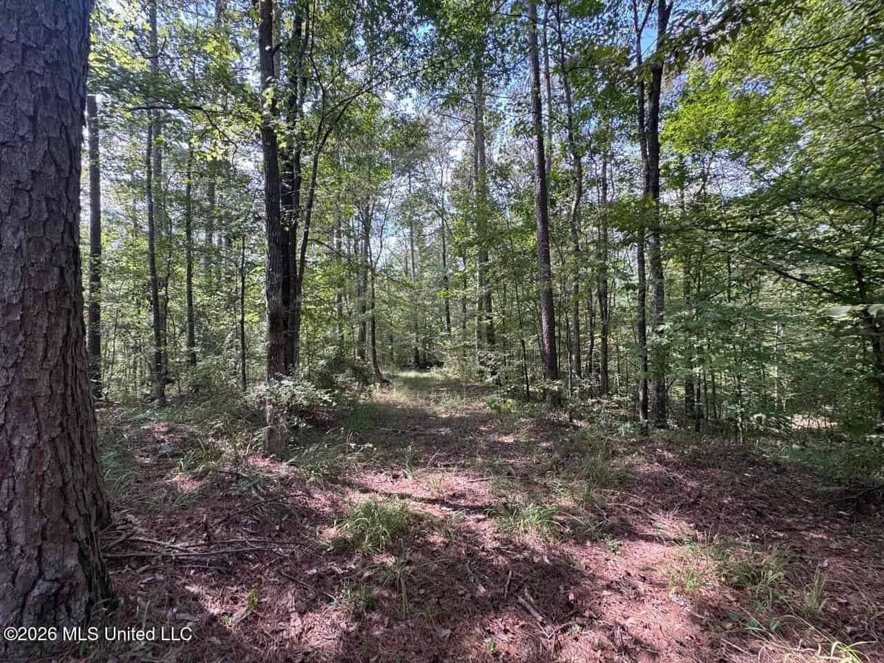 200± Acre Hunting Property in Jefferson County, MS