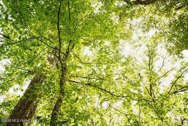 36± Acre Hunting Property Near Bude, MS
