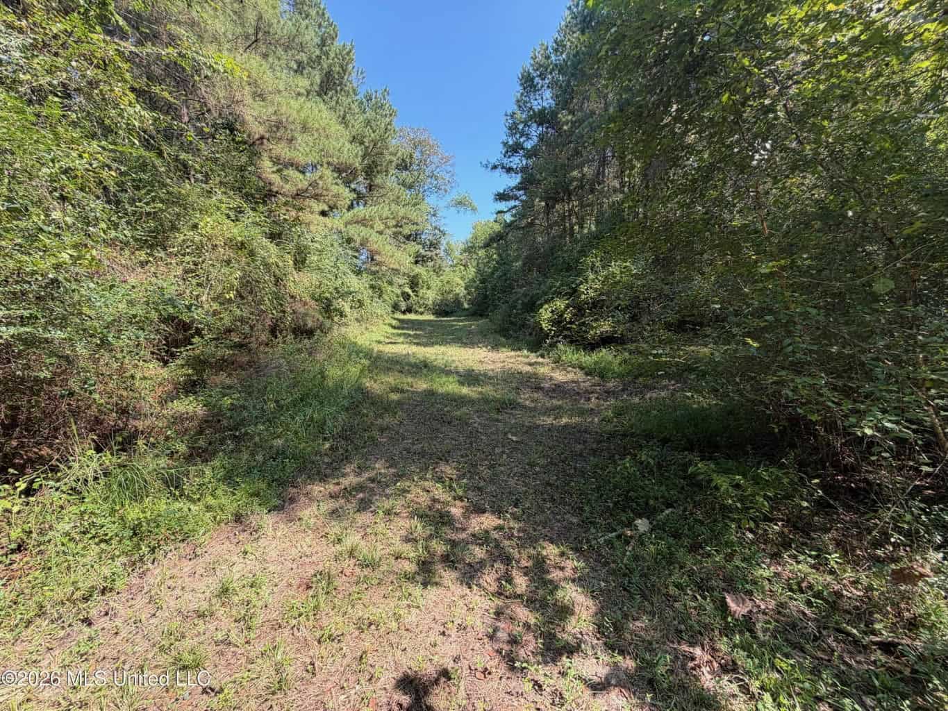 76 Acres of Hunting Land in Raleigh, MS, Smith County