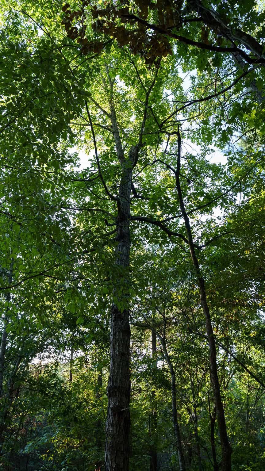 Tyler Texas Hunting Property for Sale 141 ± Acres East of Dallas