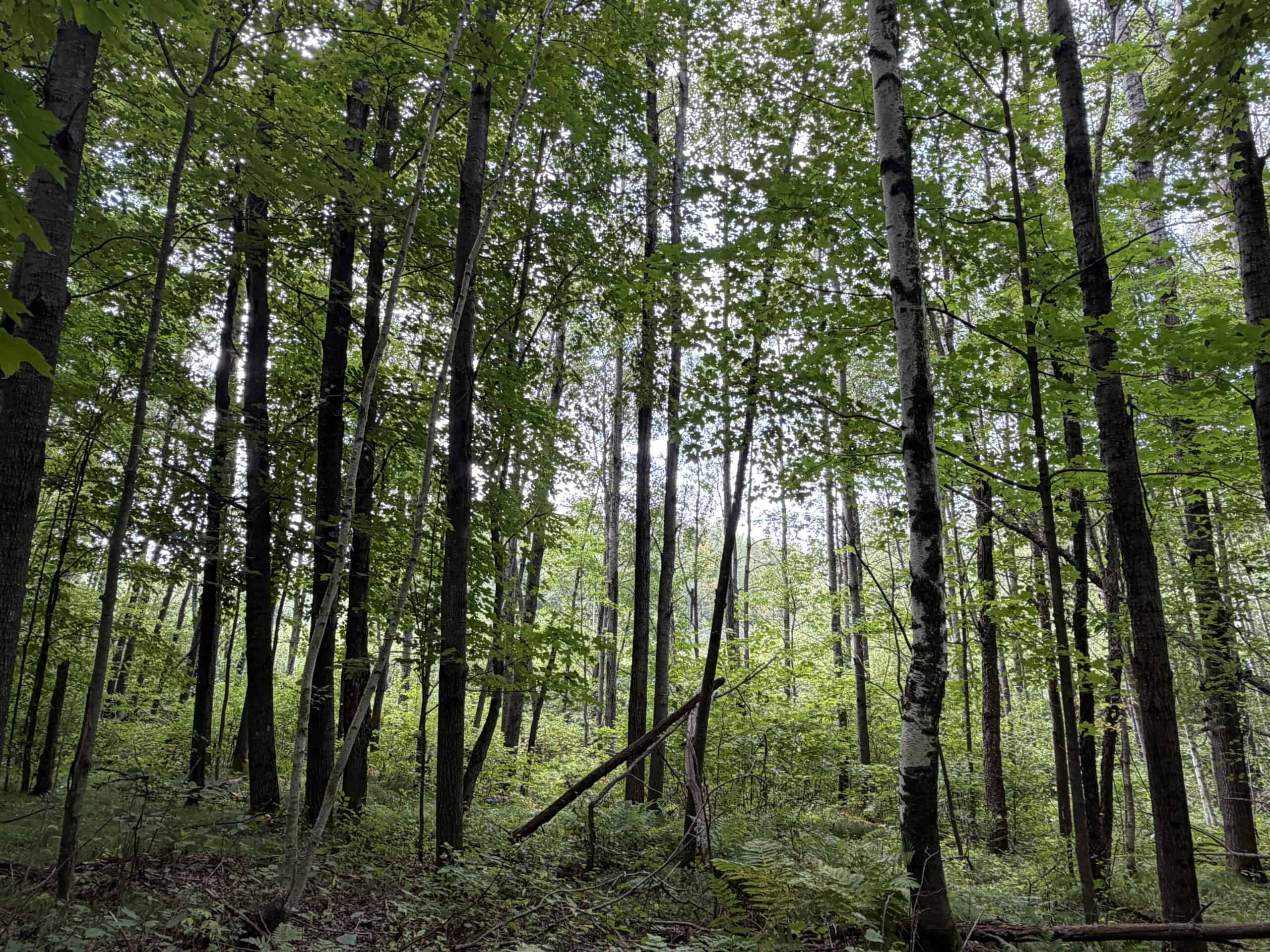 37.5± Acres with Off-Grid Cabin – Taylor County, Wisconsin