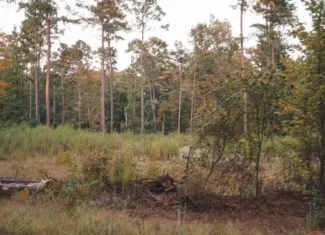 Lake D’Arbonne Land for Sale