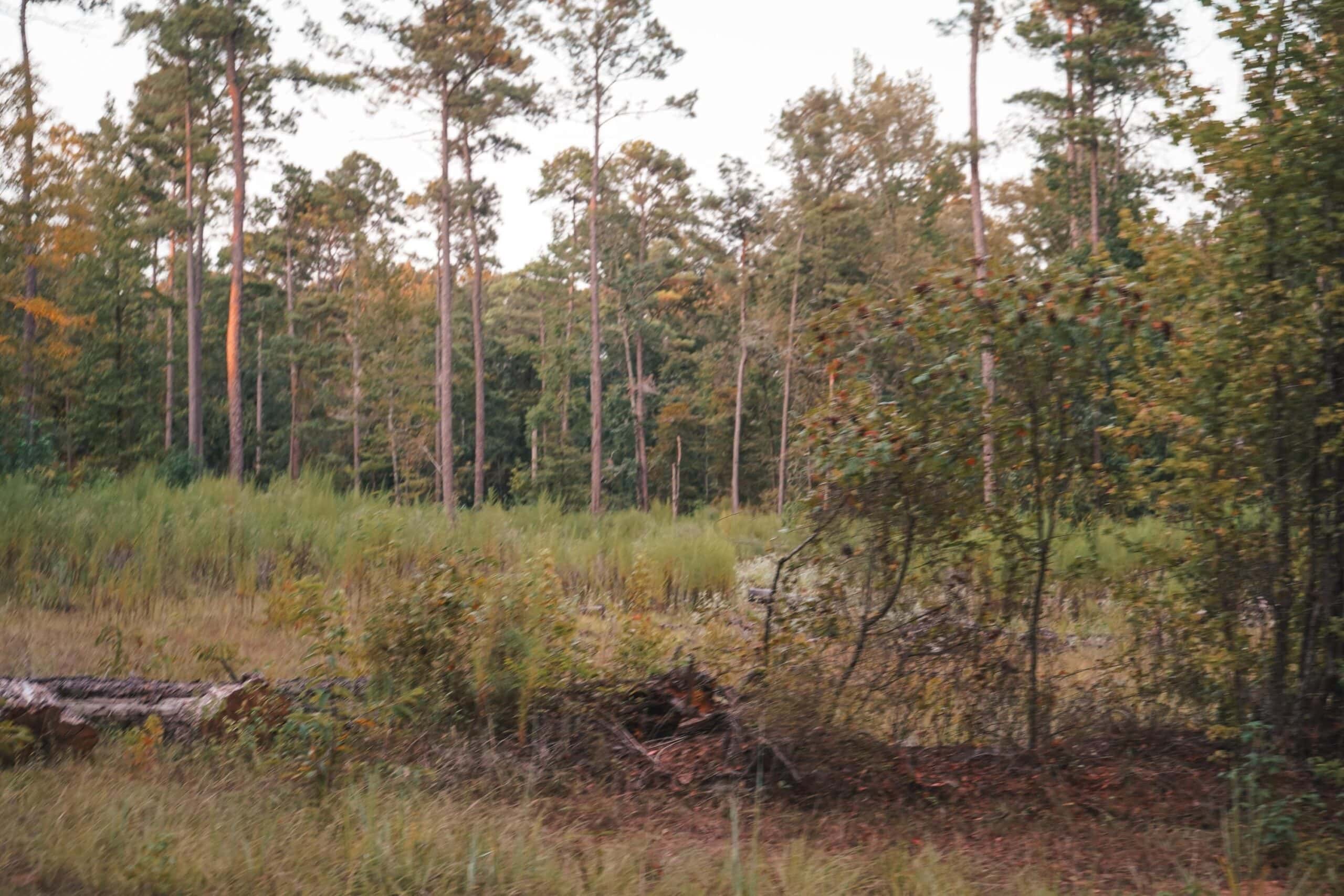 Lake D’Arbonne Land for Sale