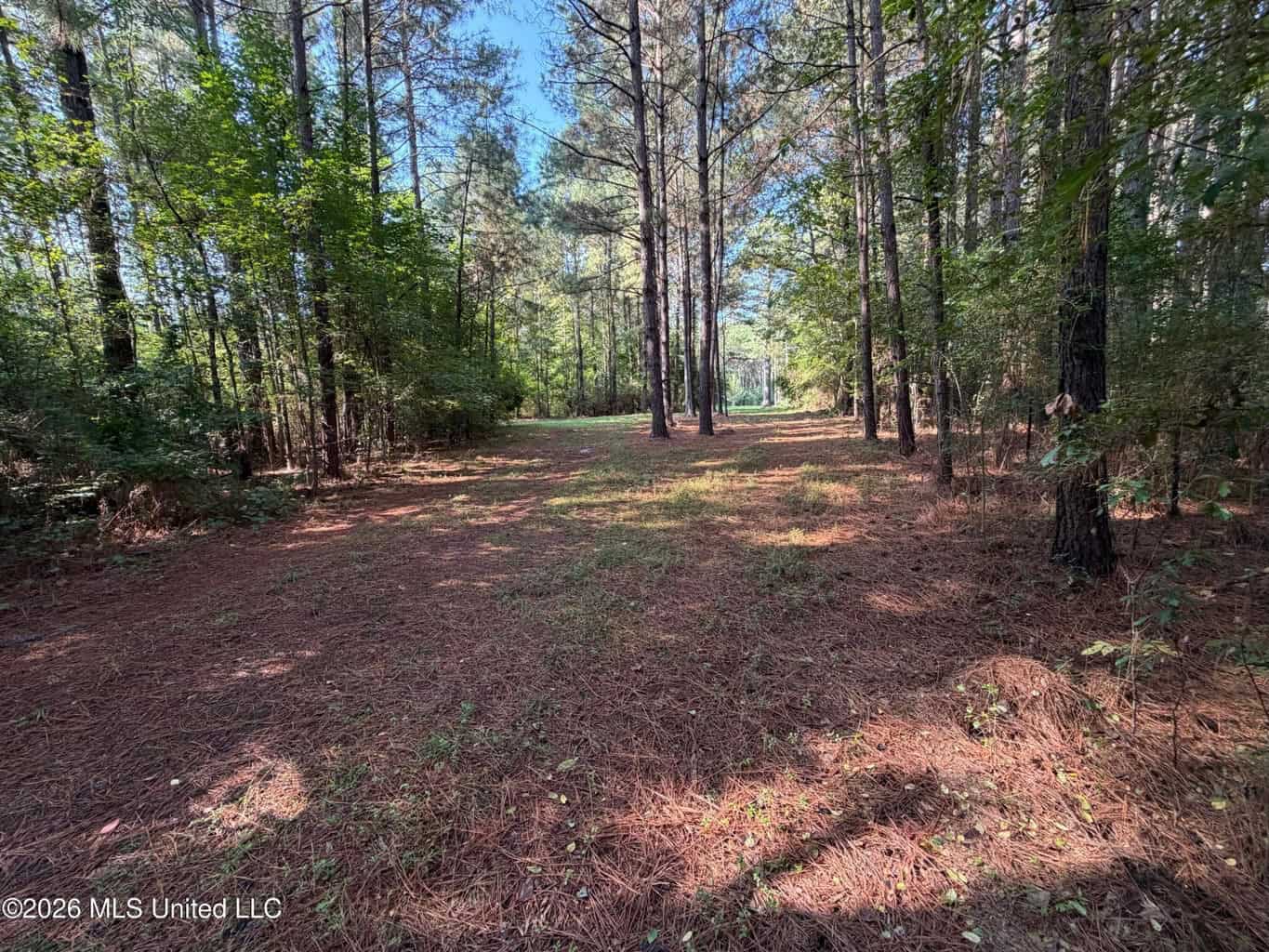 52 Acres Hunting & Timberland in Raleigh, MS