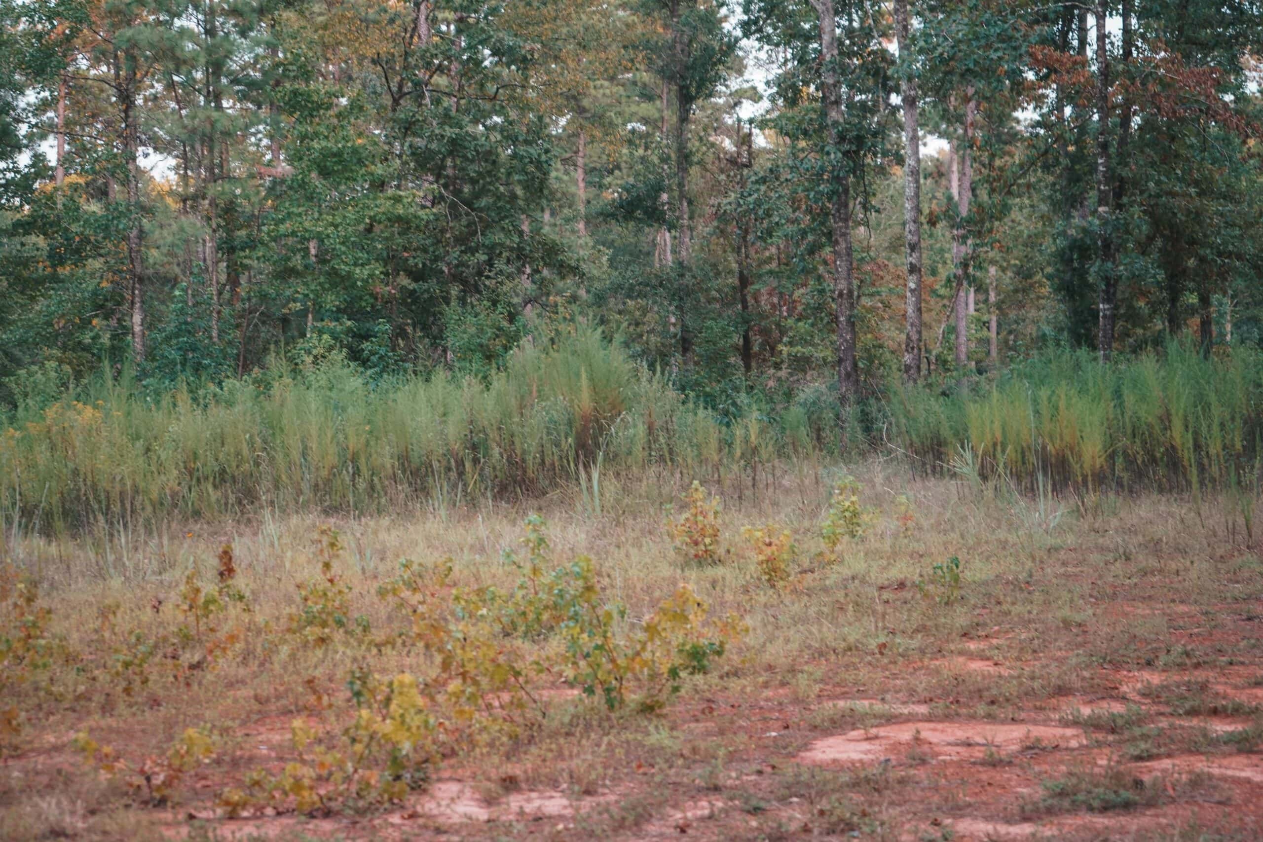 Affordable Union Parish Land for Sale
