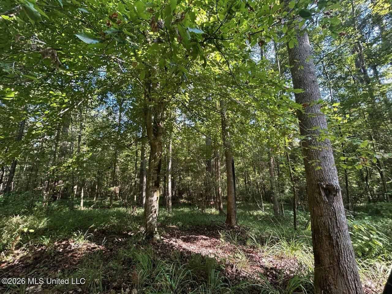 45± Acre Hunting Property in Franklin County, MS