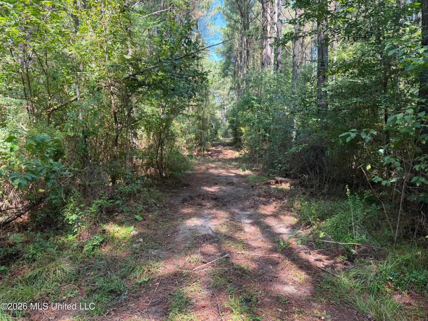 76 Acres of Hunting Land in Raleigh, MS, Smith County