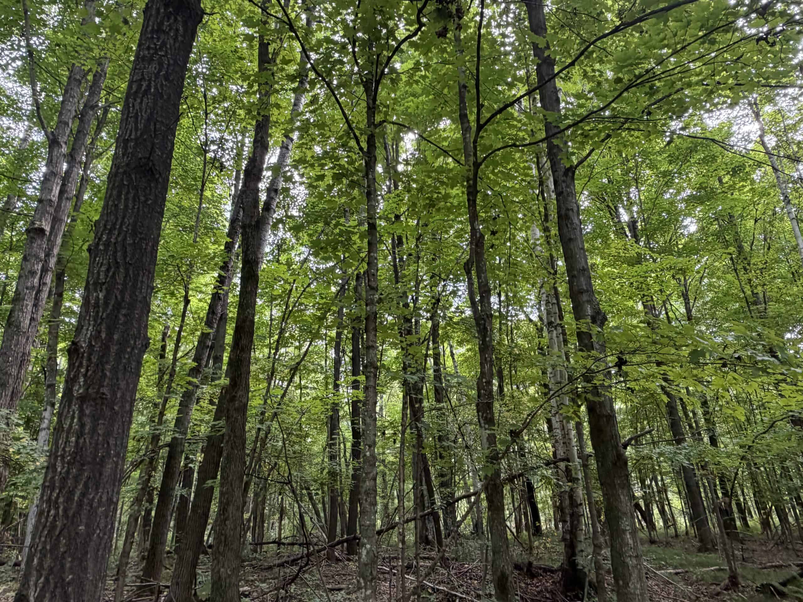 37.5± Acres with Off-Grid Cabin – Taylor County, Wisconsin