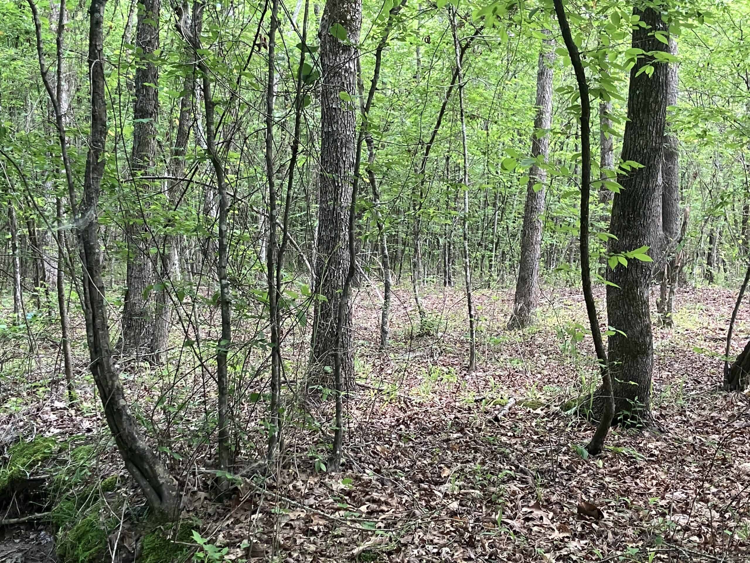 5± Acres of Wooded Hunting & Recreational Land with Creek in SE Oklahoma