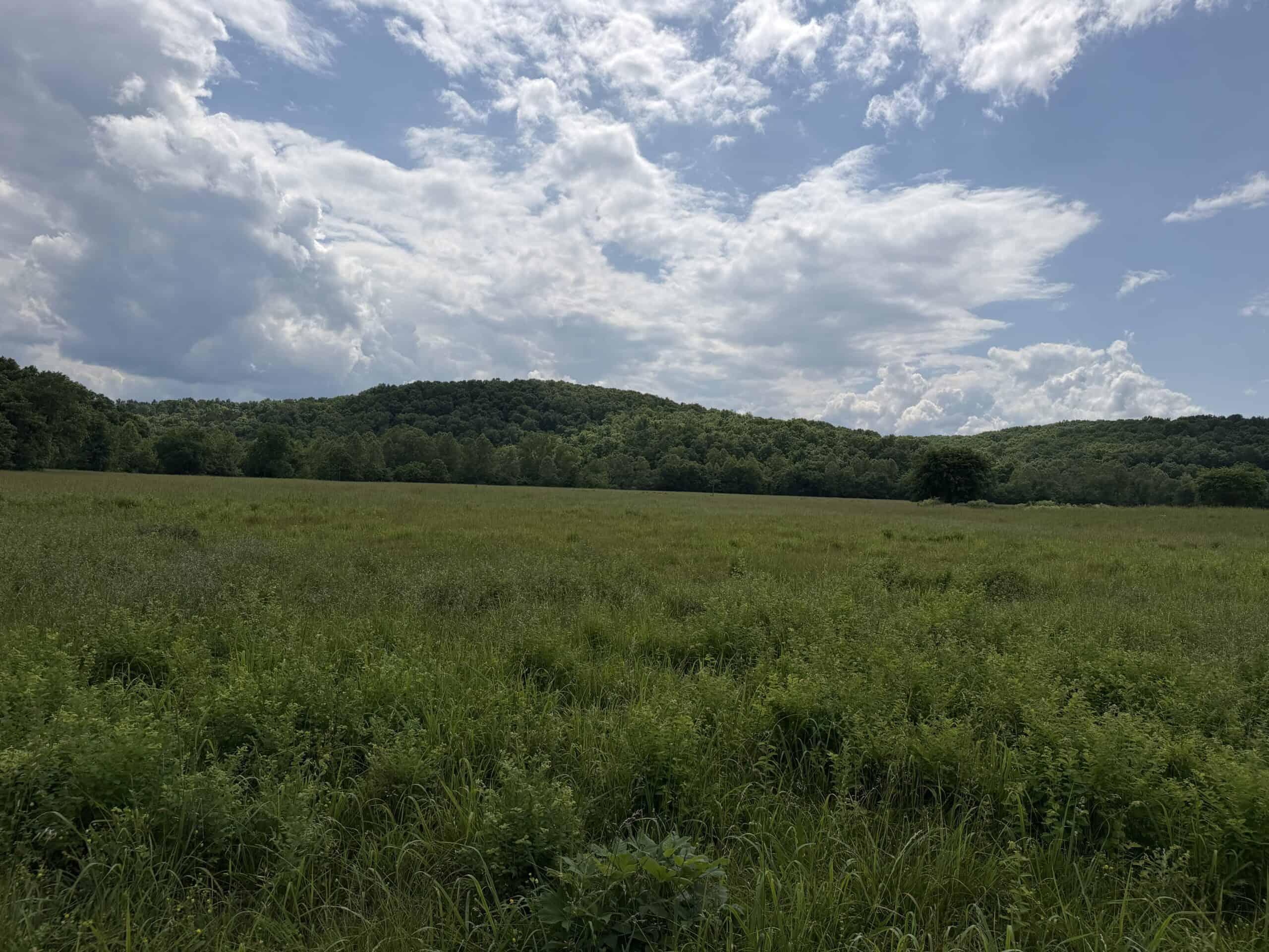 473 ± Acre Ozark Farm for Sale Near Salem, Missouri