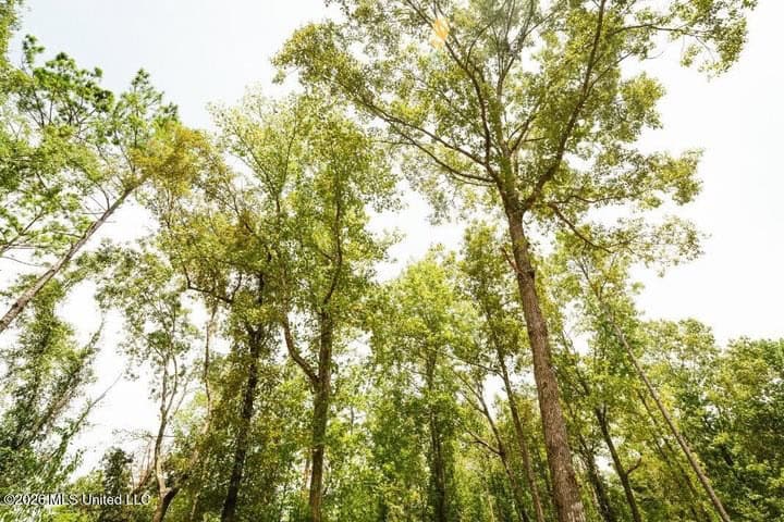 36± Acre Hunting Property Near Bude, MS