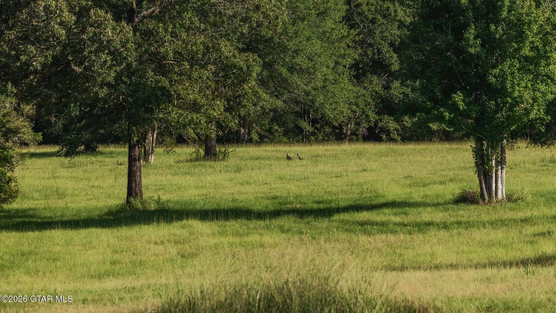 Golden Pines Ranch – 96 Acres