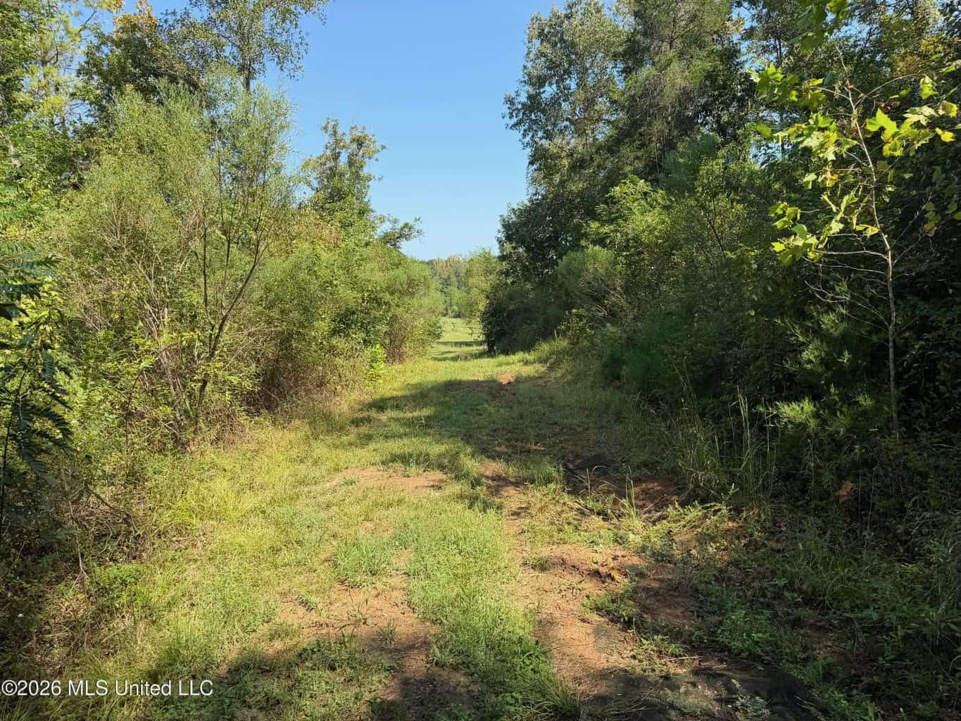 76 Acres of Hunting Land in Raleigh, MS, Smith County