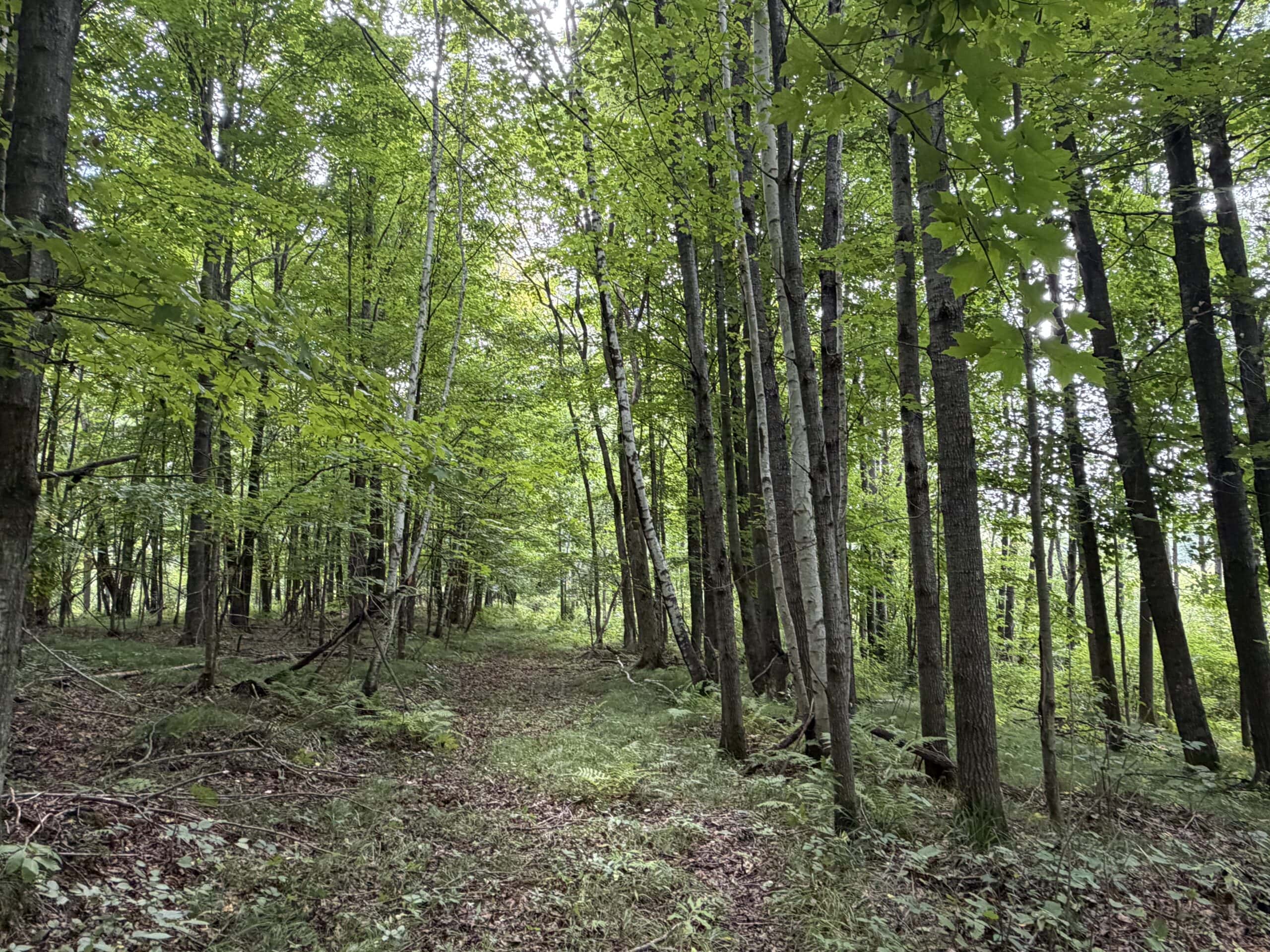 37.5± Acres with Off-Grid Cabin – Taylor County, Wisconsin