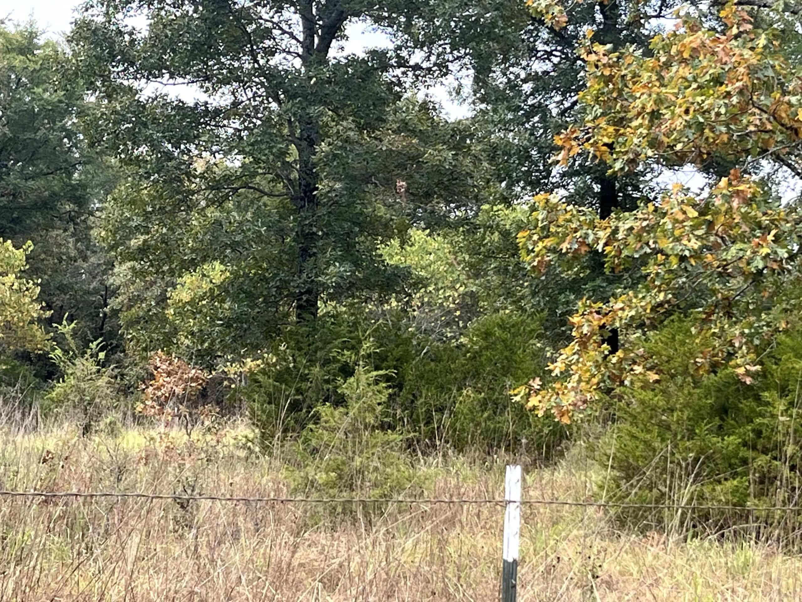 85 Acres of Hunting Land with Native Timber, Wildlife & Pond in SE Oklahoma