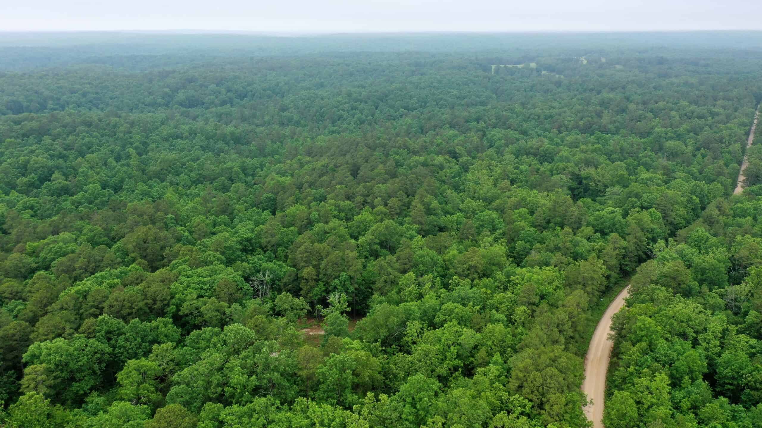 46.12 ± Acre Hunting Land for Sale in the Missouri Ozarks